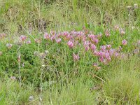 Astragalus monspessulanus 17, Saxifraga-Rutger Barendse