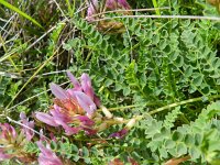 Astragalus monspessulanus 18, Saxifraga-Rutger Barendse