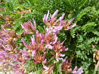 Astragalus monspessulanus 19, Saxifraga-Rutger Barendse