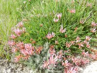 Astragalus monspessulanus 20, Saxifraga-Rutger Barendse