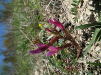 Astragalus monspessulanus 8, Saxifraga-Rutger Barendse