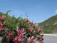 Astragalus monspessulanus 9, Saxifraga-Rutger Barendse