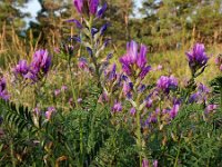 Astragalus onobrychis 14, Saxifraga-Ed Stikvoort