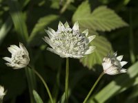 Astrantia major 27, Groot sterrenscherm, Saxifraga-Willem van Kruijsbergen