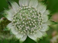 Astrantia major 29, Groot sterrenscherm, Saxifraga-Tom Heijnen