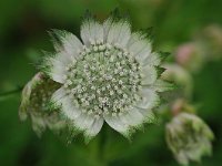 Astrantia major 30, Groot sterrenscherm, Saxifraga-Tom Heijnen