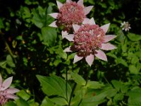 Astrantia maxima 6, Saxifraga-Ed Stikvoort