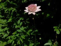 Astrantia maxima 7, Saxifraga-Ed Stikvoort