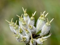 Athamanta cretensis 5, Saxifraga-Sonja Bouwman  Candy carrot - Athamanta cretensis - Apiaceae familie