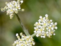 Athamanta cretensis 7, Saxifraga-Sonja Bouwman  Candy carrot - Athamanta cretensis - Apiaceae familie; Tre Cime (I)