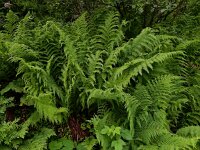 Athyrium distentifolium