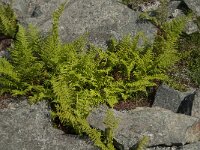 Athyrium distentifolium 10, Saxifraga-Jan van der Straaten