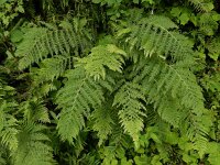 Athyrium distentifolium 2, Saxifraga-Ed Stikvoort