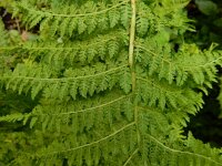 Athyrium distentifolium 3, Saxifraga-Ed Stikvoort