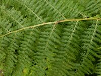 Athyrium distentifolium 4, Saxifraga-Ed Stikvoort
