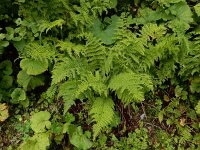 Athyrium distentifolium 5, Saxifraga-Ed Stikvoort