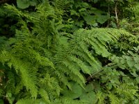 Athyrium distentifolium 6, Saxifraga-Ed Stikvoort