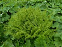 Athyrium distentifolium 7, Saxifraga-Ed Stikvoort : Pierre de Haute s9900