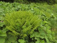Athyrium distentifolium 8, Saxifraga-Ed Stikvoort : Pierre de Haute