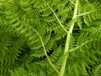 Athyrium distentifolium 9, Saxifraga-Ed Stikvoort : Pierre de Haute s9900