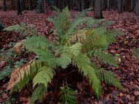 Athyrium filix-femina 14, Wijfjesvaren, Saxifraga-Ed Stikvoort