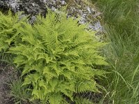 Athyrium filix-femina 18, Wijfjesvaren, Saxifraga-Willem van Kruijsbergen