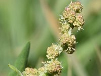 Atriplex glabriuscula 15, Kustmelde, Saxifraga-Sonja Bouwman  789. Kustmelde - Atriplex glabriuscula - Amaranthaceae familie (i) Harlingen