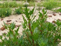 Atriplex prostrata 18, Spiesmelde, Saxifraga-Hans Grotenhuis
