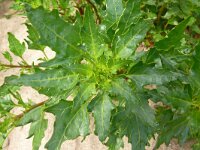 Atriplex prostrata 19, Spiesmelde, Saxifraga-Hans Grotenhuis