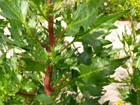 Atriplex prostrata 20, Spiesmelde, Saxifraga-Hans Grotenhuis