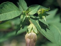 Atropa bella-donna 35, Wolfskers, Saxifraga-Jan van der Straaten