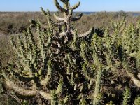 Austrocylindropuntia subulata 6, Saxifraga-Ed Stikvoort