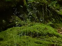 Avenella flexuosa 10, Bochtige smele, Saxifraga-Ed Stikvoort : rondom Pont Neuf en Chalmazel s9900