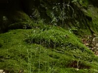 Avenella flexuosa 11, Bochtige smele, Saxifraga-Ed Stikvoort : rondom Pont Neuf en Chalmazel s9900