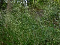 Avenella flexuosa 9, Bochtige smele, Saxifraga-Ed Stikvoort