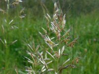 Avenula pubescens 10, Zachte haver, Saxifraga-Ed Stikvoort