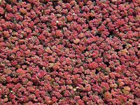 Azolla filiculoides 14, Grote kroosvaren, Saxifraga-Ed Stikvoort