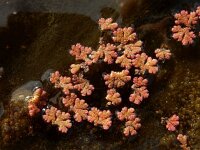 Azolla filiculoides 15, Grote kroosvaren, Saxifraga-Ed Stikvoort