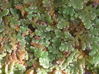 Azolla filiculoides 5, Grote kroosvaren, Saxifraga-Santos Cirujano Bracamonte