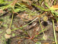 Baldellia ranunculoides 27, Stijve moerasweegbree, Saxifraga-Rutger Barendse