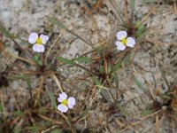 Baldellia ranunculoides ssp ranunculoides 24, Stijve moerasweegbree, Saxifraga-Mark Zekhuis