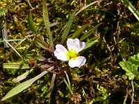 Baldellia ranunculoides ssp ranunculoides 29, Stijve moerasweegbree, Saxifraga-Hans Grotenhuis
