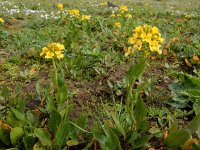 Barbarea brachycarpa ssp minor 4, Saxifraga-Ed Stikvoort