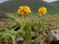 Barbarea brachycarpa ssp minor 6, Saxifraga-Ed Stikvoort