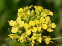 Barbarea vulgaris 37, Gewoon barbarakruid, Saxifraga-Sonja Bouwman  505. Gewoon barbarakruid - Barbarea vulgaris - Brassicaceae familie (i) Nieuwegein, Den Haag, Bentwoud (Boskoop)