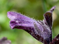 Bartsia alpina 24, Saxifraga-Sonja Bouwman  Alpenhelm - Bartsia alpina - Orobanchaceae familie; Grote St Bernard pas, Alp Trider (Zw)