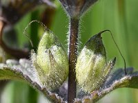 Bartsia alpina 25, Saxifraga-Sonja Bouwman  Alpenhelm - Bartsia alpina - Orobanchaceae familie