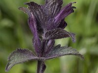 Bartsia alpina 31, Saxifraga-Willem van Kruijsbergen