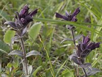 Bartsia alpina 32, Saxifraga-Willem van Kruijsbergen