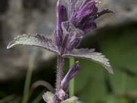 Bartsia alpina 33, Saxifraga-Willem van Kruijsbergen